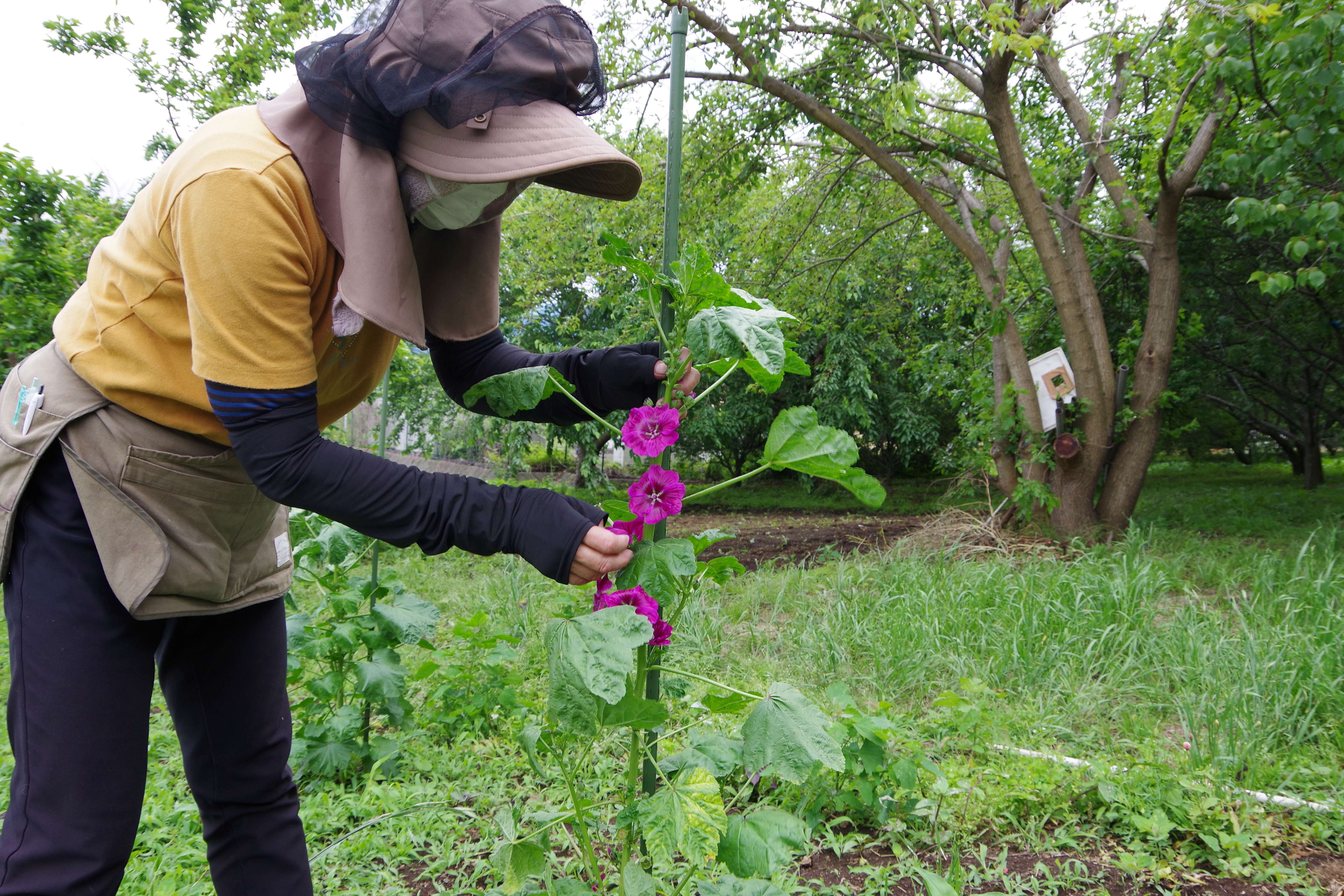 ハーブティー（ブルーマロウ）【国内自社農園産、農薬不使用、植物由来素材のティーバック】(野草のさとさん)のメインイメージ